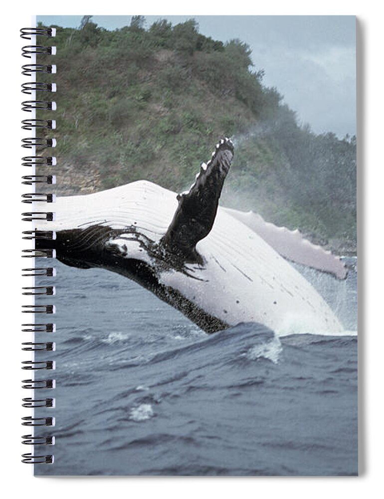 00700239 Spiral Notebook featuring the photograph Humpback Whale Megaptera Novaeangliae #2 by Mike Parry