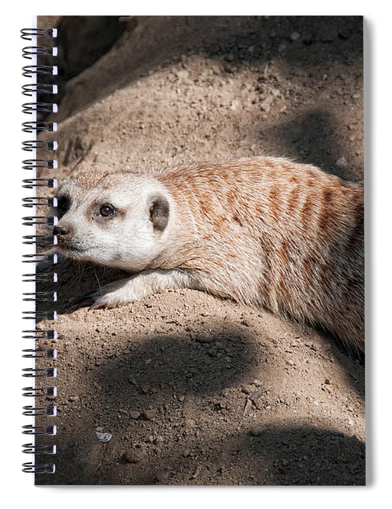 Animals Spiral Notebook featuring the digital art Meerkat #3 by Carol Ailles
