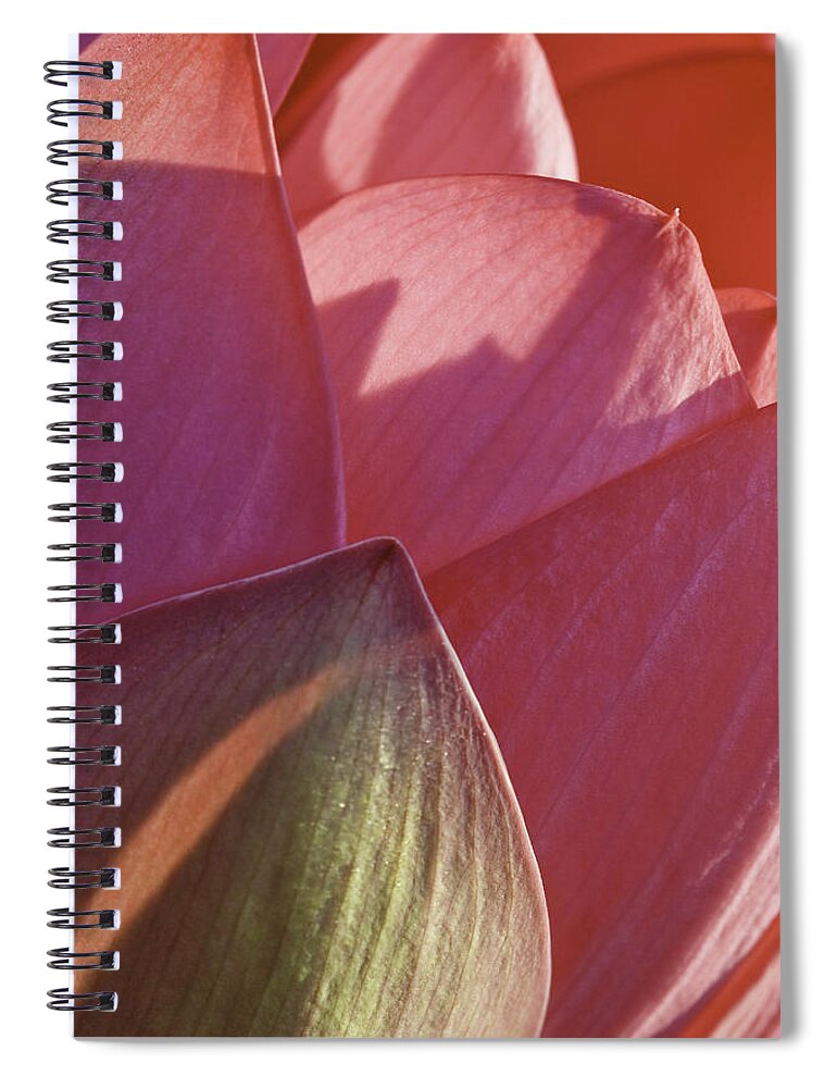 Brilliant Pink Lotus Flower Spiral Notebook featuring the photograph Nelumbo 'Mrs. Perry Slocum' #4 by Perla Copernik