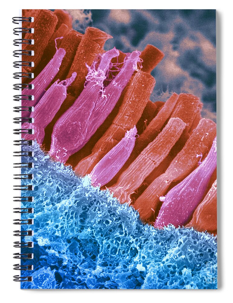 Scanning Electron Micrograph Spiral Notebook featuring the photograph Rods And Cones In Retina #3 by Omikron