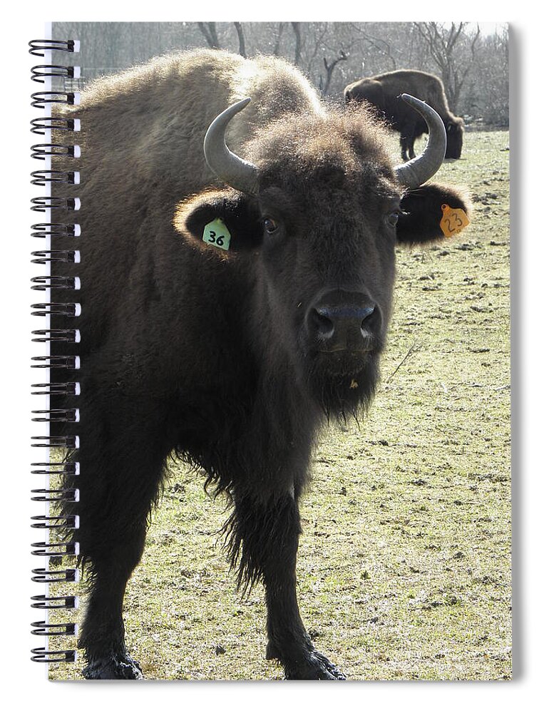 Buffalo Spiral Notebook featuring the photograph Stare down by Kim Galluzzo Wozniak