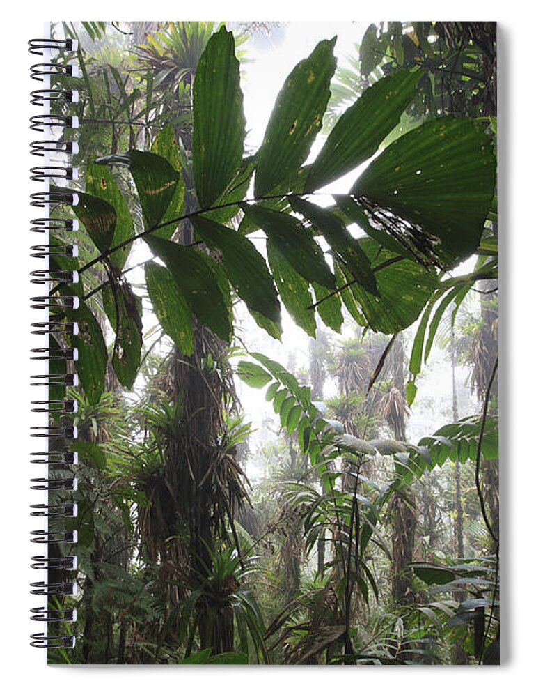 Mp Spiral Notebook featuring the photograph Bromeliad Bromeliaceae And Tree Fern #4 by Cyril Ruoso