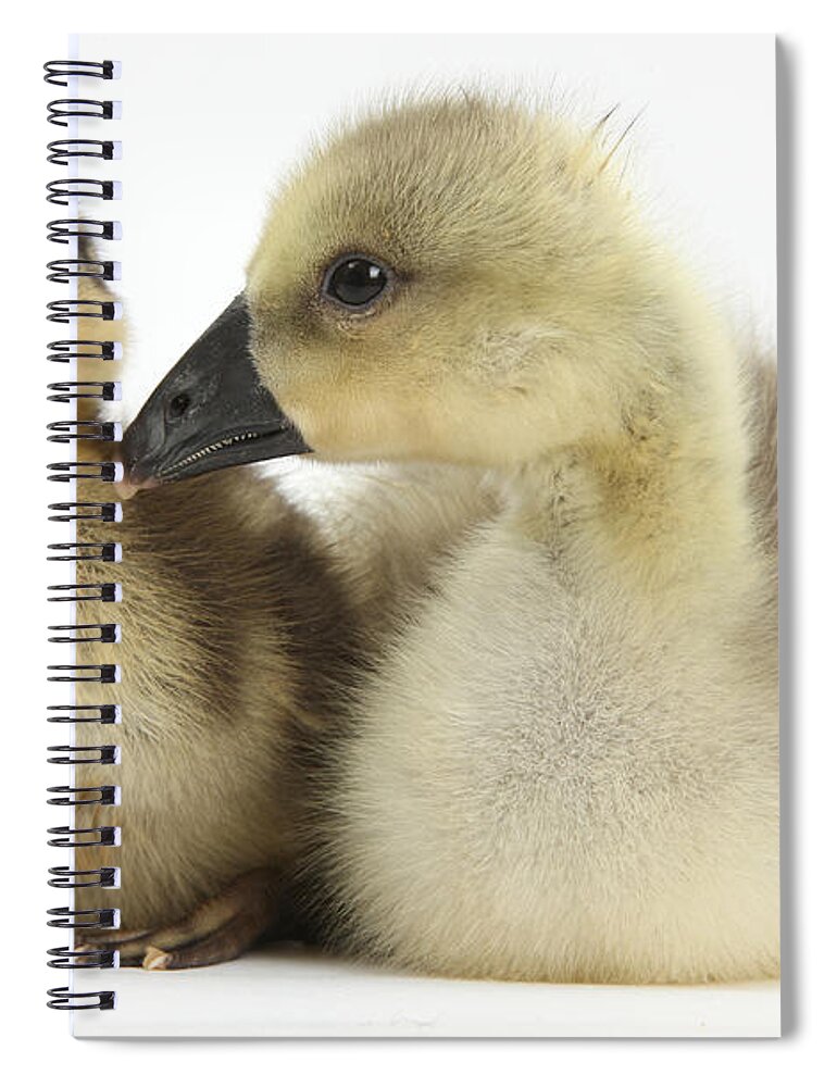 Nature Spiral Notebook featuring the Embden X Greylag Gosling And Mallard #4 by Mark Taylor