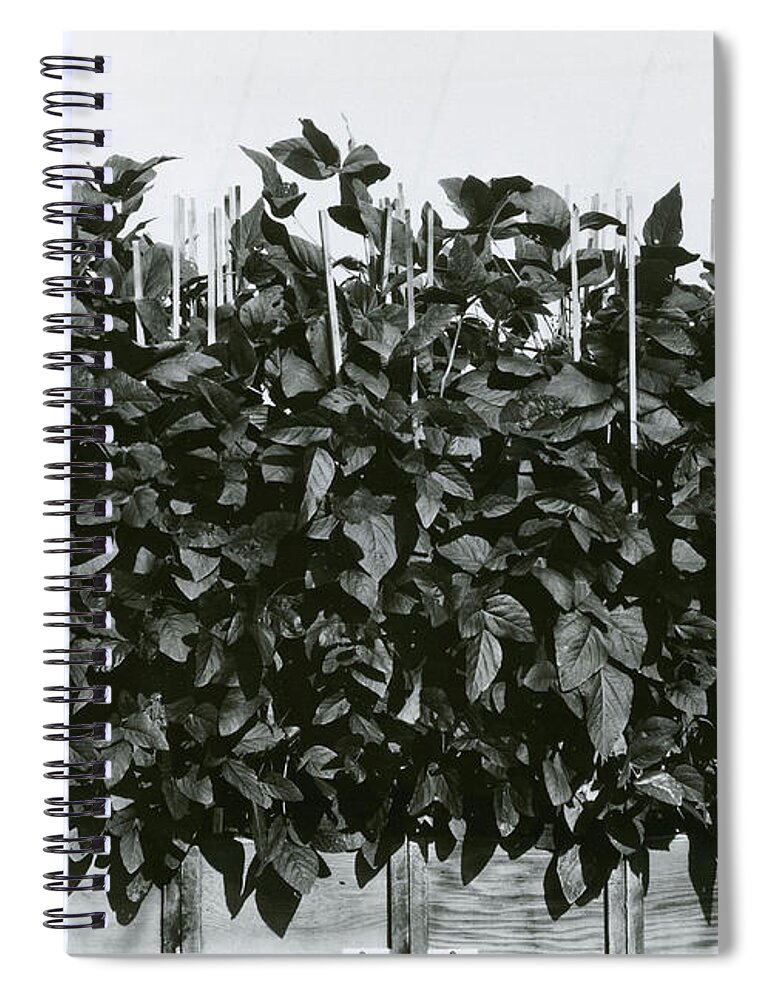 Soybean Plants Spiral Notebook featuring the photograph Photoperiodicity In Soybean Plants #4 by Science Source