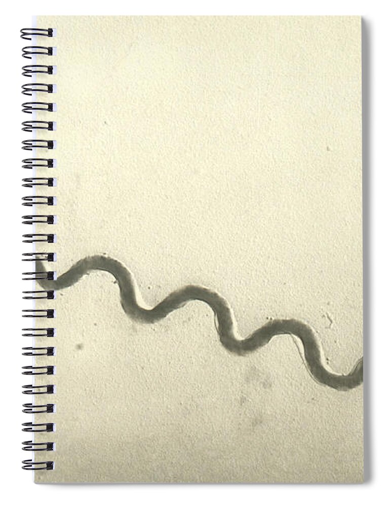 Treponema Spiral Notebook featuring the photograph Treponema Pallidum #4 by Science Source