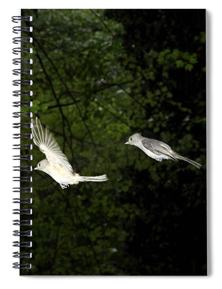 Tufted Titmouse Spiral Notebook featuring the photograph Tufted Titmouse In Flight #4 by Ted Kinsman