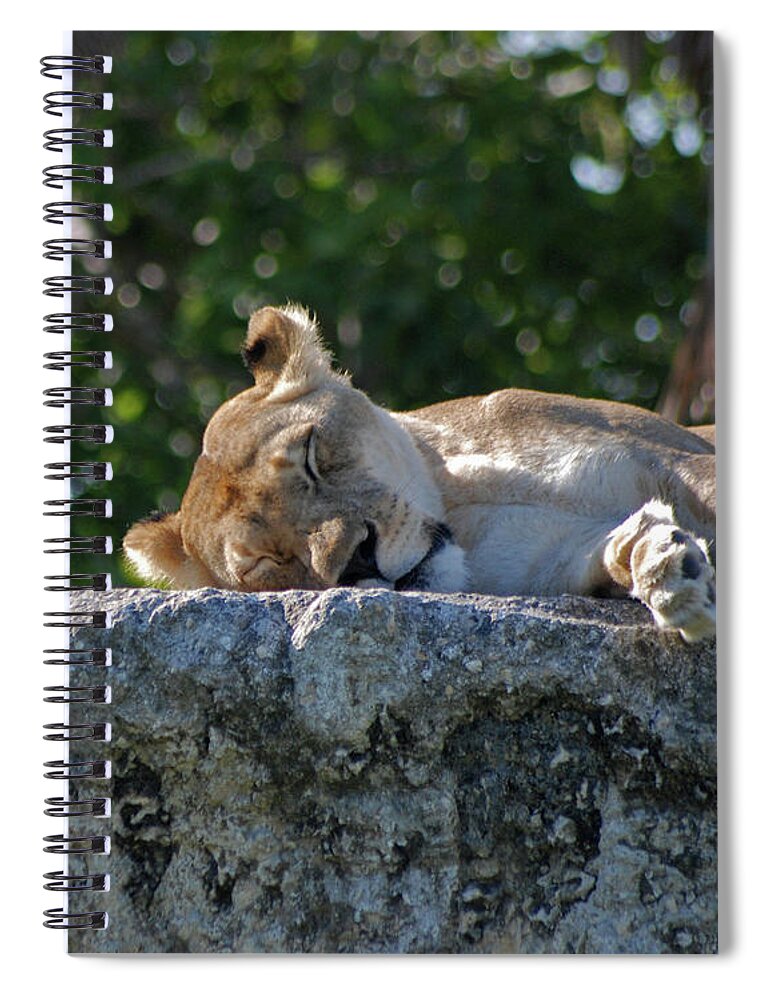 Lioness Spiral Notebook featuring the photograph 46- Sweet Dreams by Joseph Keane