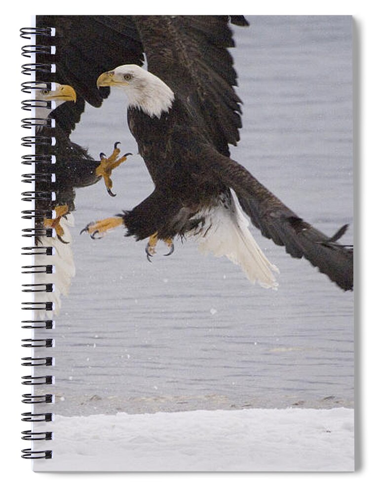 Mp Spiral Notebook featuring the photograph Bald Eagle Haliaeetus Leucocephalus #5 by Michael Quinton
