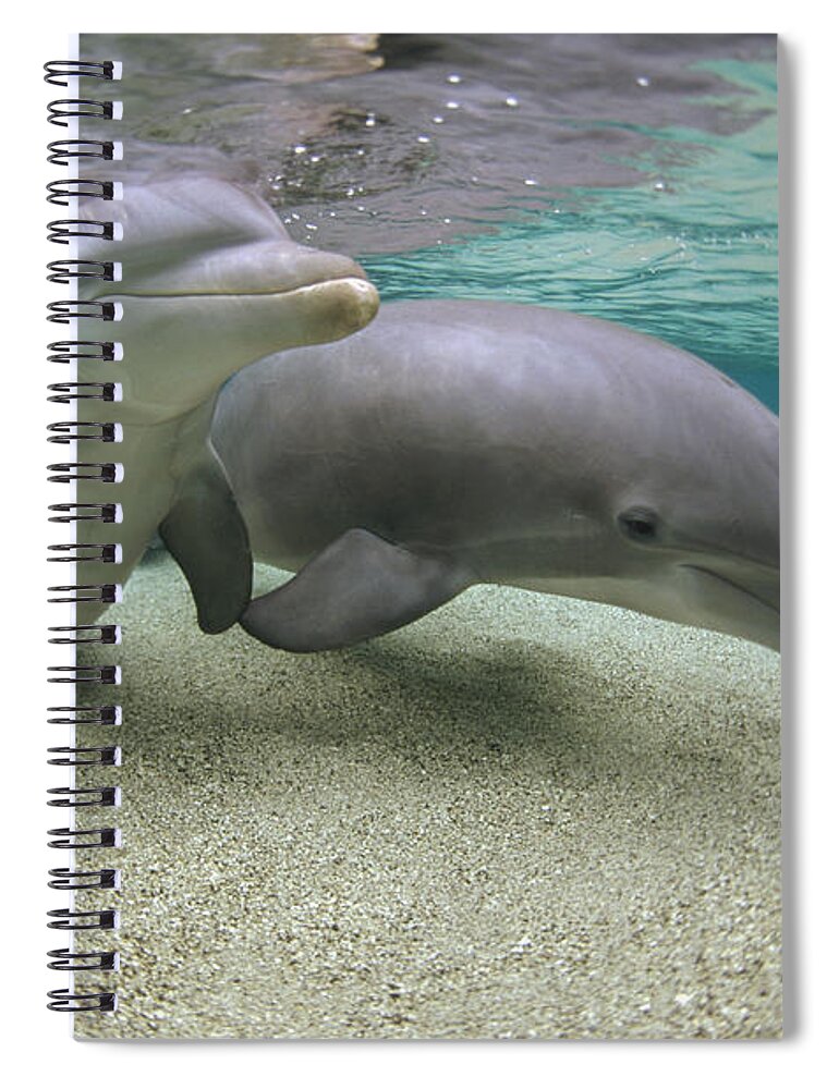 00087628 Spiral Notebook featuring the photograph Bottlenose Dolphin Underwater Pair #5 by Flip Nicklin