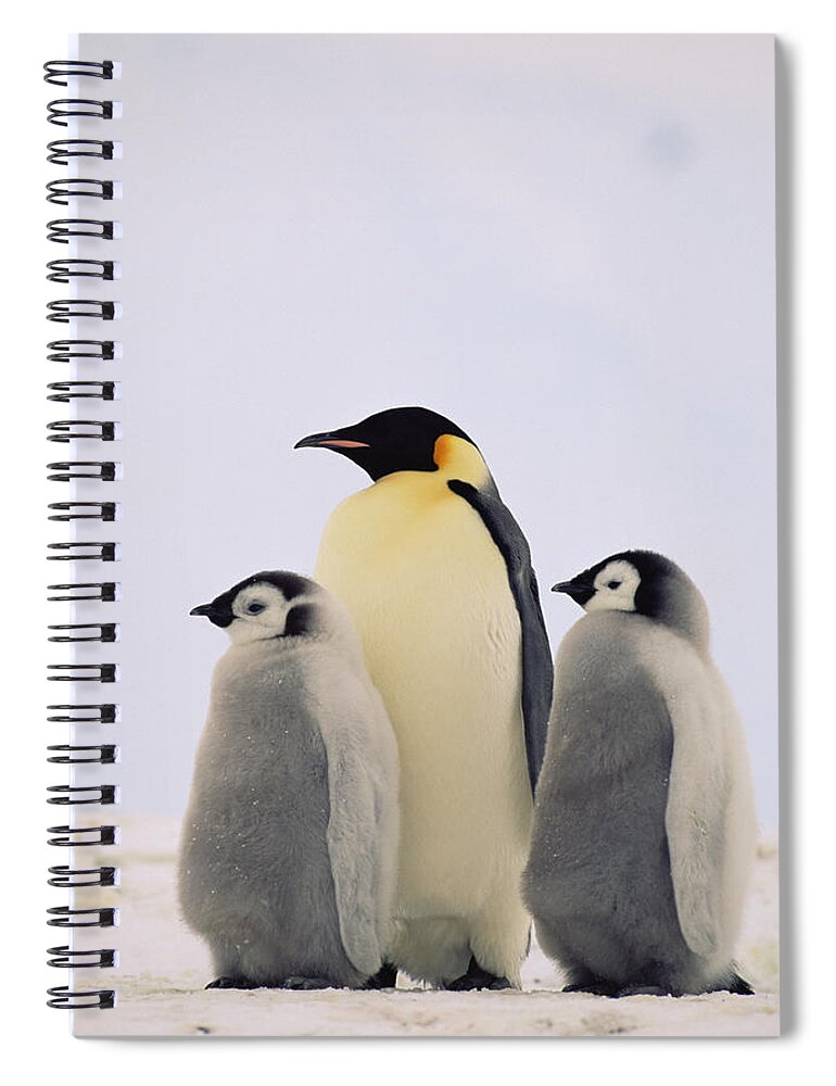 Mp Spiral Notebook featuring the photograph Emperor Penguin Aptenodytes Forsteri by Konrad Wothe