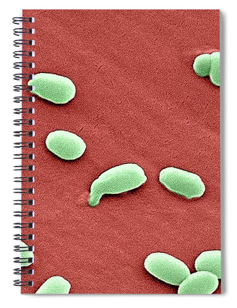 Science Spiral Notebook featuring the photograph Anthrax Bacteria, Sem #6 by Science Source