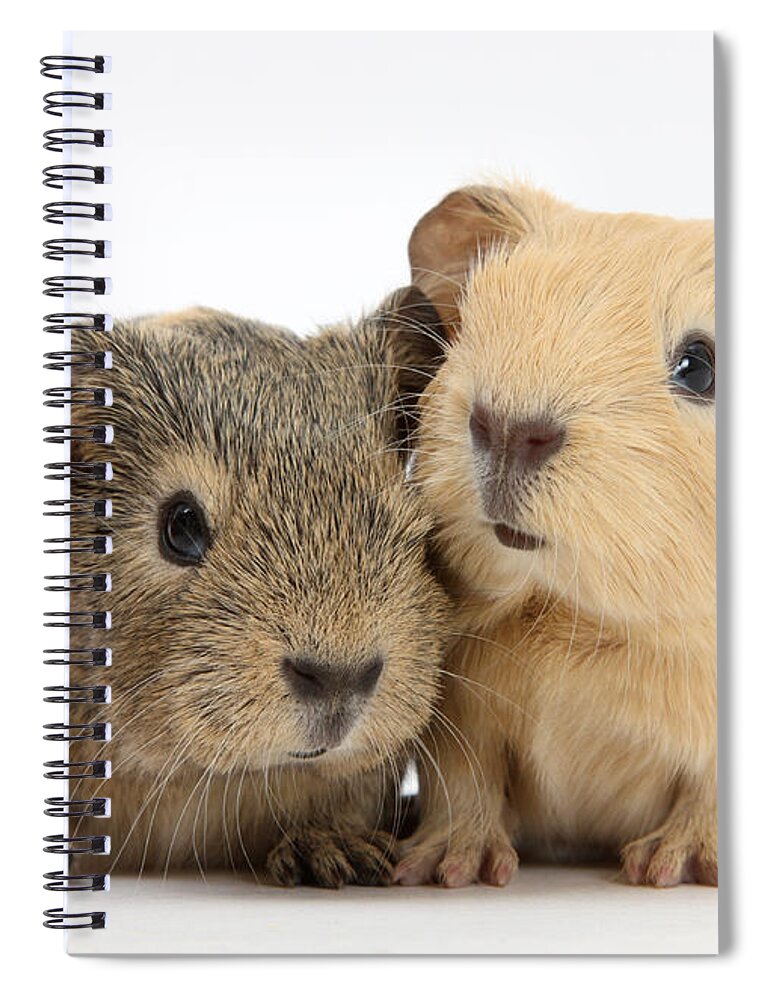 Animal Spiral Notebook featuring the photograph Guinea Pigs #6 by Mark Taylor