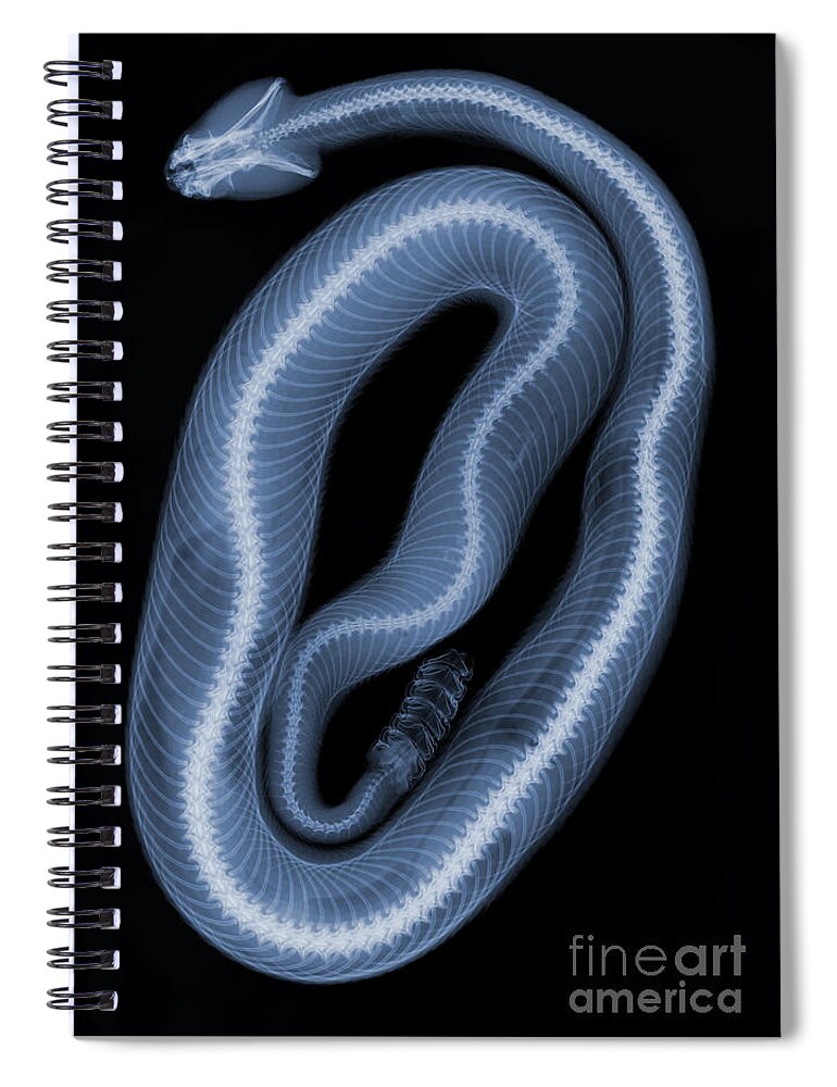 Crotalus Oreganus Helleri Spiral Notebook featuring the photograph Southern Pacific Rattlesnake X-ray #4 by Ted Kinsman