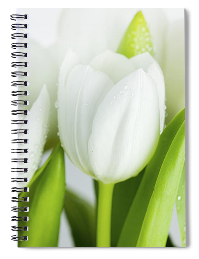 Dew Spiral Notebook featuring the photograph White Tulips #6 by Nailia Schwarz