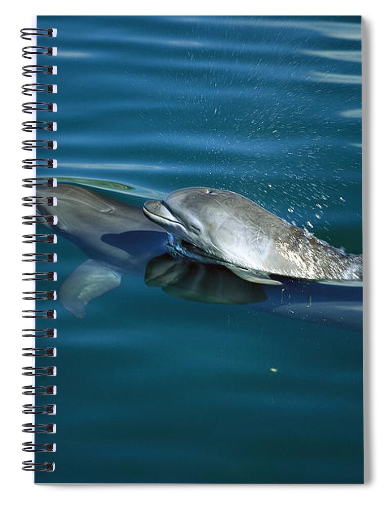 Mp Spiral Notebook featuring the photograph Bottlenose Dolphin Tursiops Truncatus #7 by Konrad Wothe
