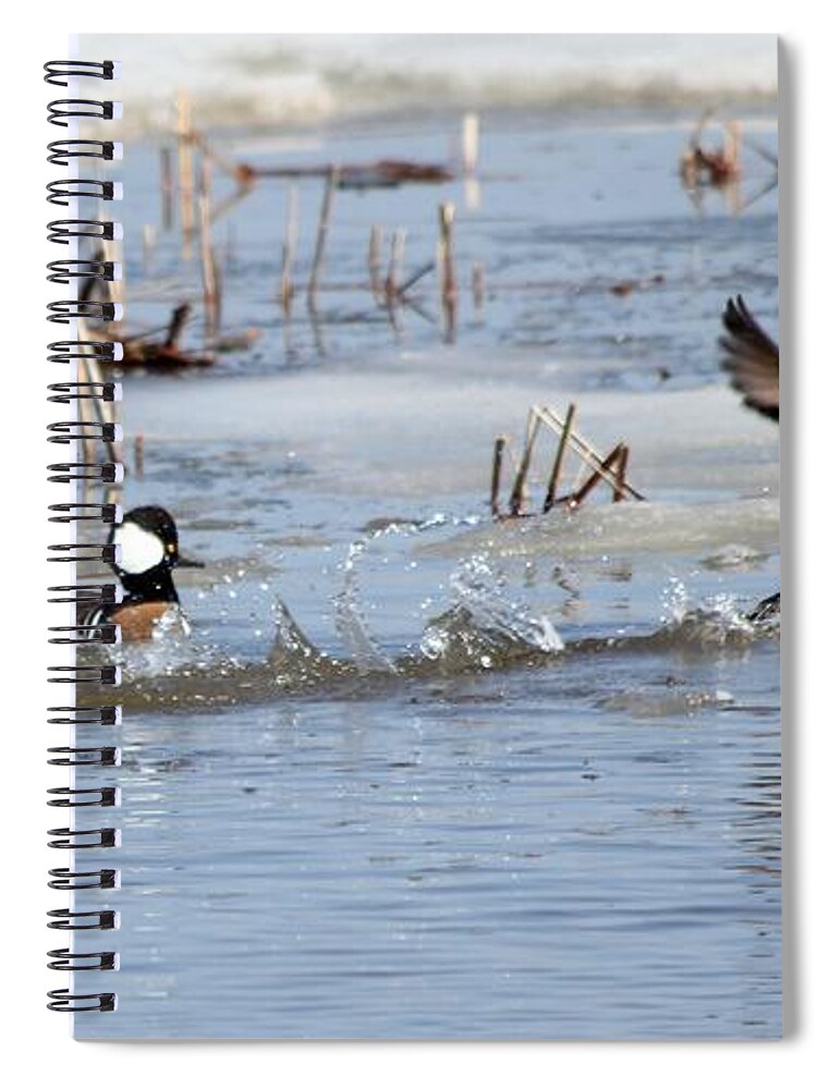 Hodded Spiral Notebook featuring the photograph Hooded merganser #7 by Lori Tordsen