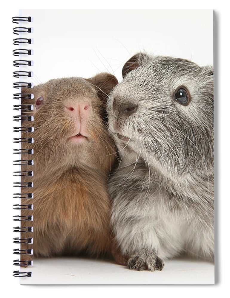 Animal Spiral Notebook featuring the photograph Guinea Pigs #8 by Mark Taylor