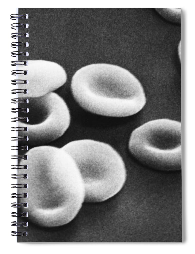 Sem Spiral Notebook featuring the photograph Red Blood Cells, Sem #8 by Omikron