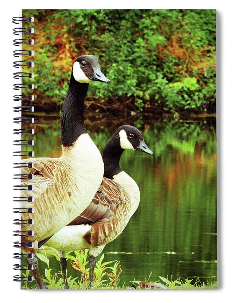 Geese Spiral Notebook featuring the photograph A Couple of Geese by Karol Livote