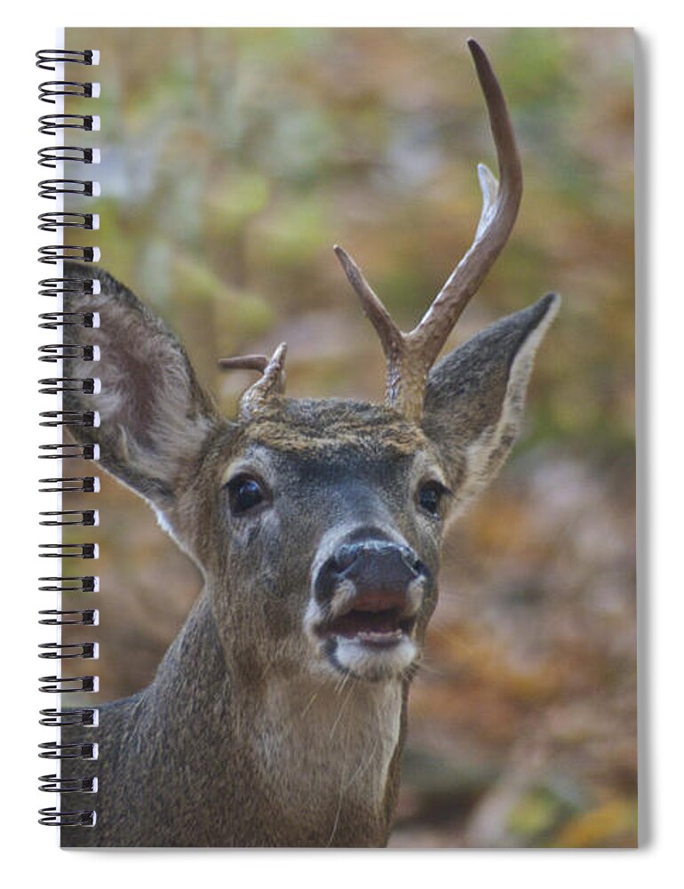 Whitetail Spiral Notebook featuring the photograph A Little Unbalanced by Michael Peychich