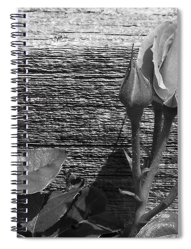 Roses Spiral Notebook featuring the photograph A Pop of Pink by Dorrene BrownButterfield