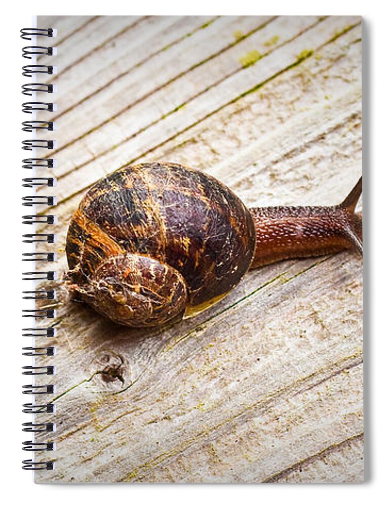 Alone Spiral Notebook featuring the photograph A snail sliding across a wooden surface by Tom Gowanlock