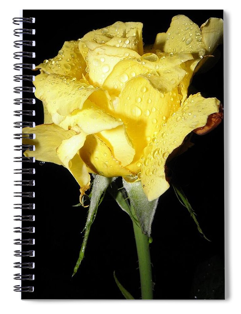 Yellow Spiral Notebook featuring the photograph A Yellow Rose For You by Kim Galluzzo