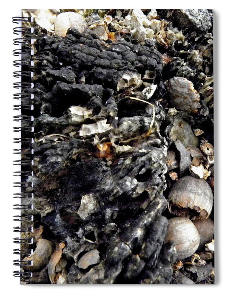 Acorns Spiral Notebook featuring the photograph Acorns On Bark by Kim Galluzzo