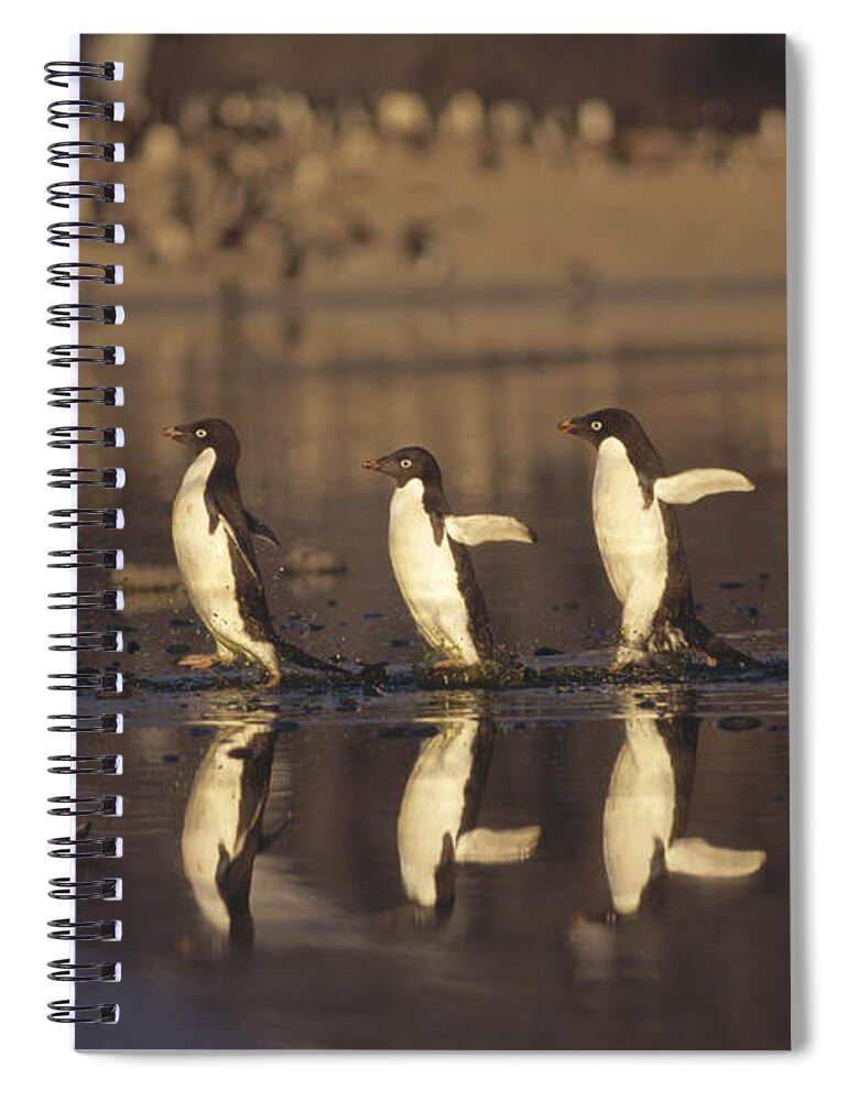 Mp Spiral Notebook featuring the photograph Adelie Penguin Pygoscelis Adeliae Group by Tui De Roy