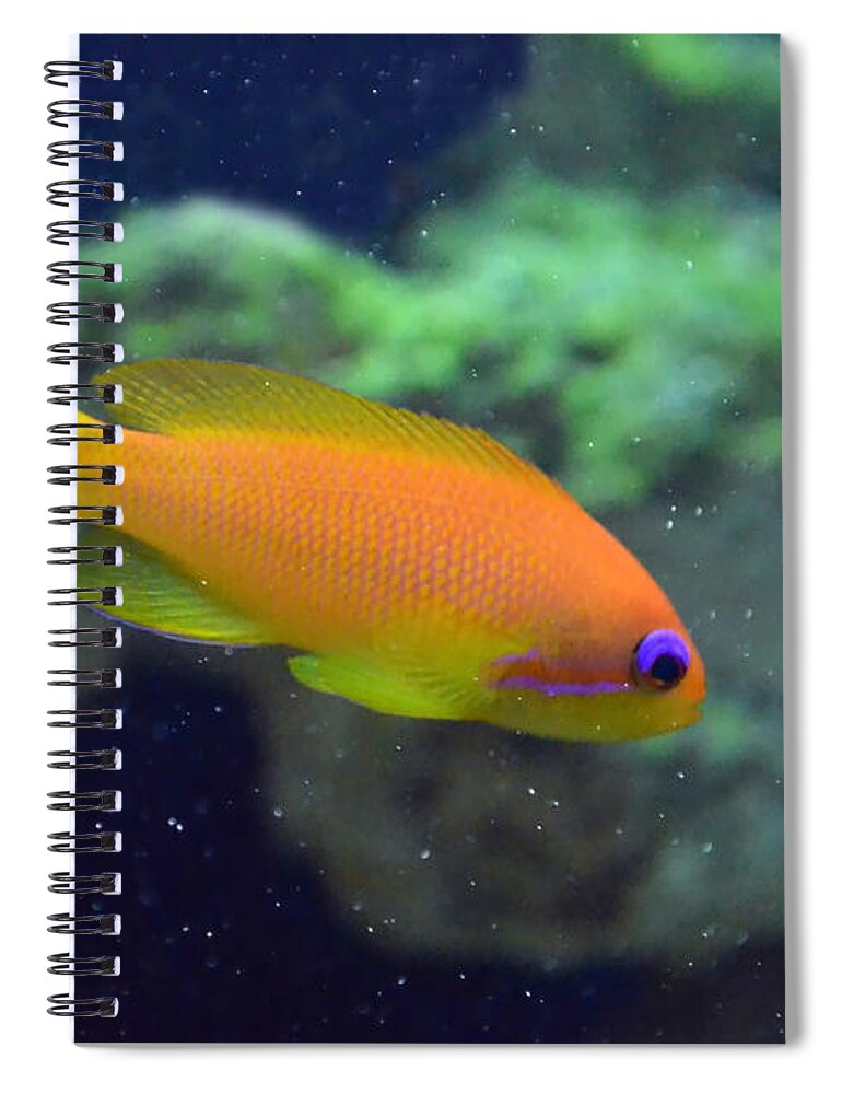 African Anthias Spiral Notebook featuring the photograph African Anthias by Sandi OReilly
