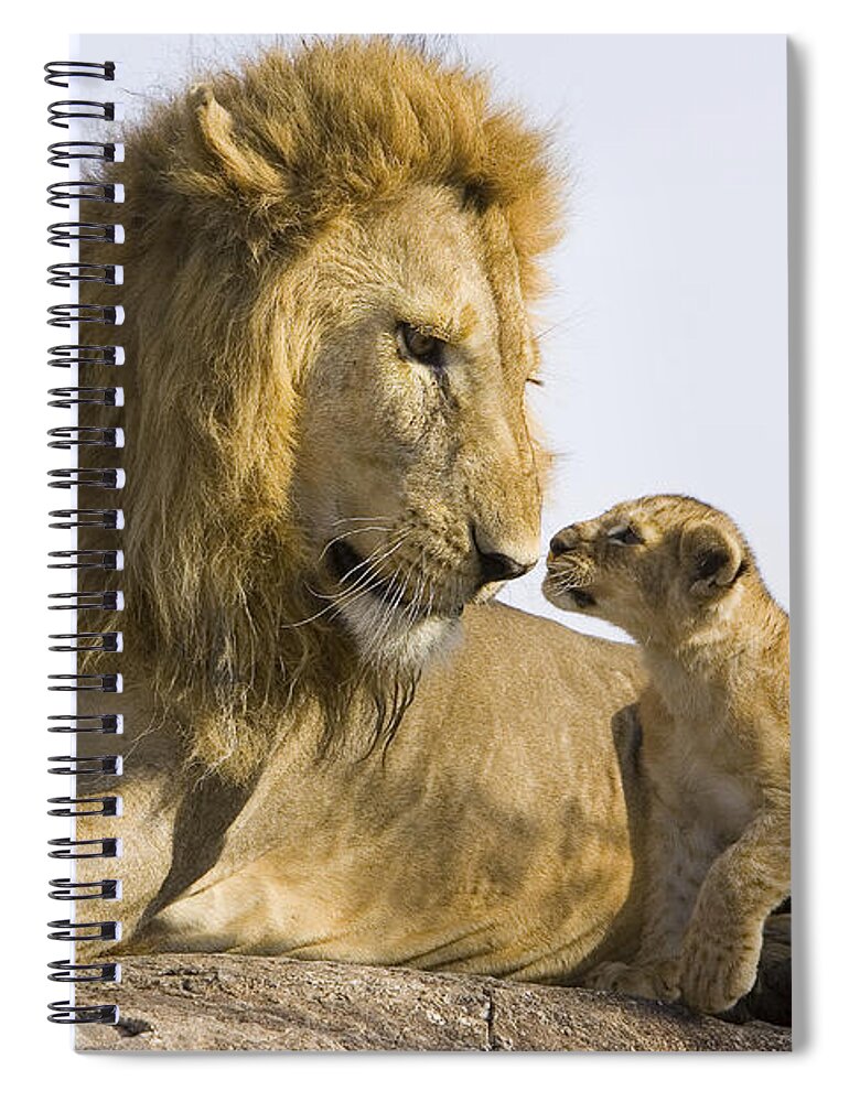 00761332 Spiral Notebook featuring the photograph African Lion Cub Meets Father by Suzi Eszterhas