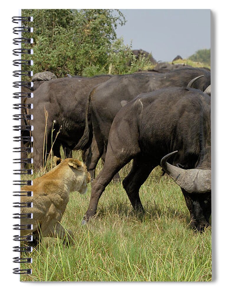 Mp Spiral Notebook featuring the photograph African Lion Panthera Leo Fending by Pete Oxford