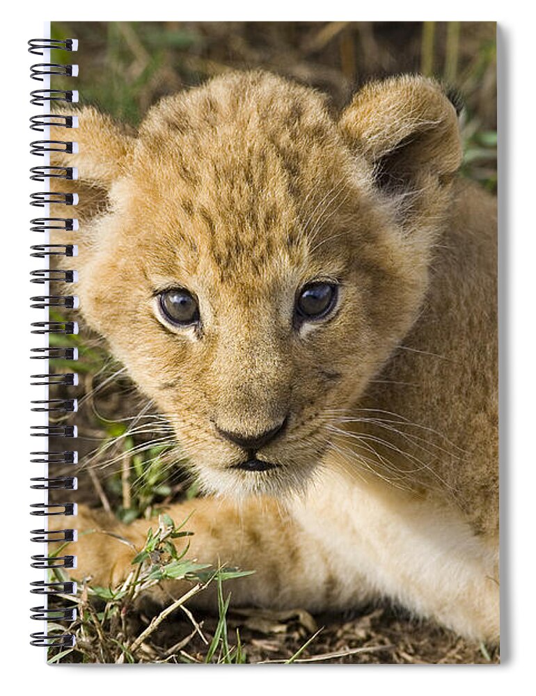 00761268 Spiral Notebook featuring the photograph African Lion Panthera Leo Five Week Old by Suzi Eszterhas