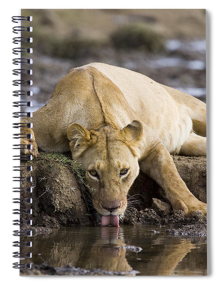 00761302 Spiral Notebook featuring the photograph African Lioness Drinking Masai Mara by Suzi Eszterhas