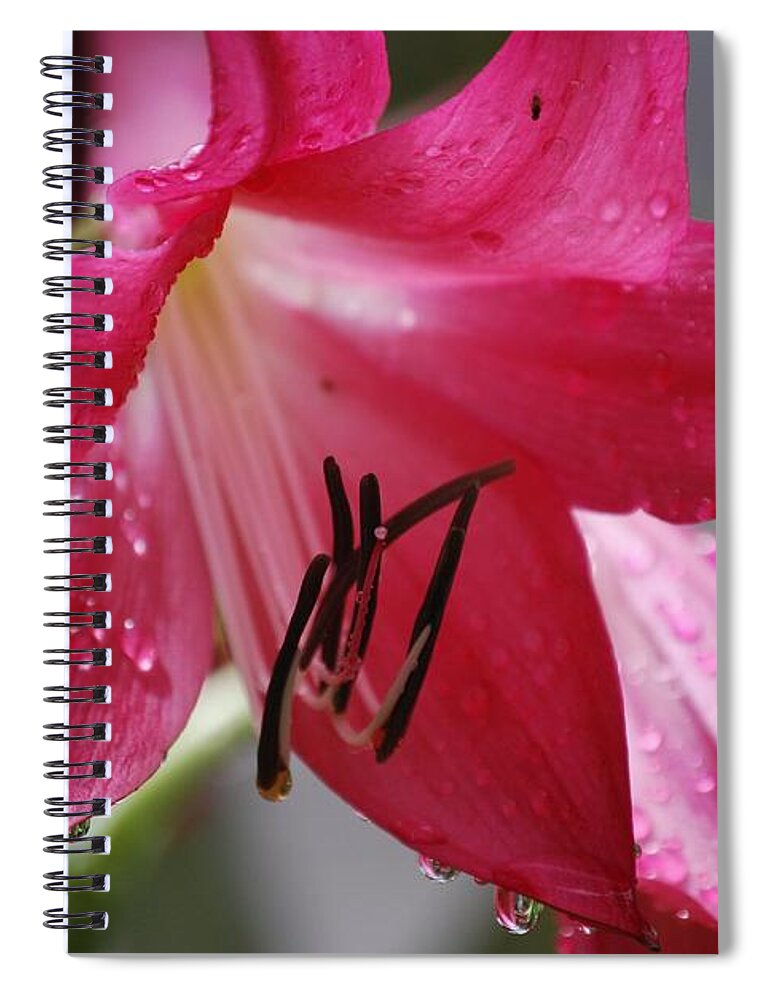 Flower Spiral Notebook featuring the photograph After the Rain by Judy Hall-Folde