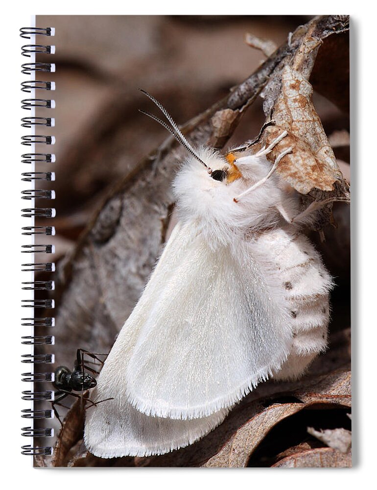 Spilosoma Congrua Spiral Notebook featuring the photograph Agreeable Tiger Moth With Ant by Daniel Reed