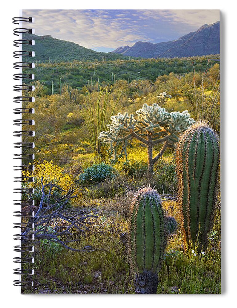 00175226 Spiral Notebook featuring the photograph Ajo Mountains Organ Pipe Cactus by Tim Fitzharris