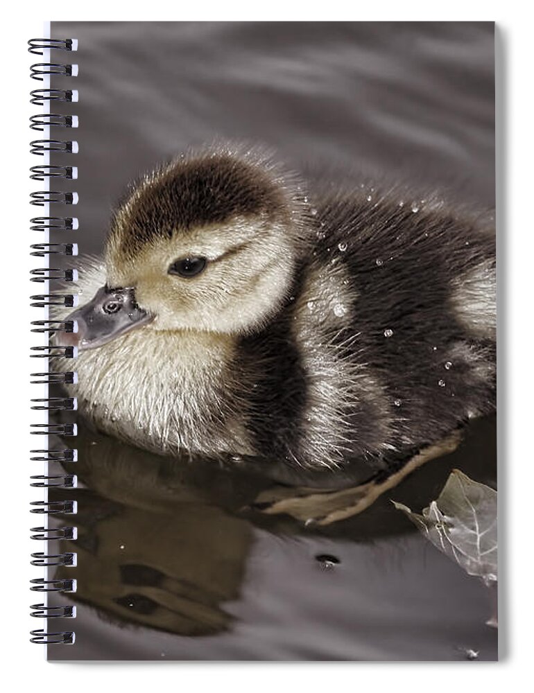 Duckling Spiral Notebook featuring the photograph All By Myself by Deborah Benoit