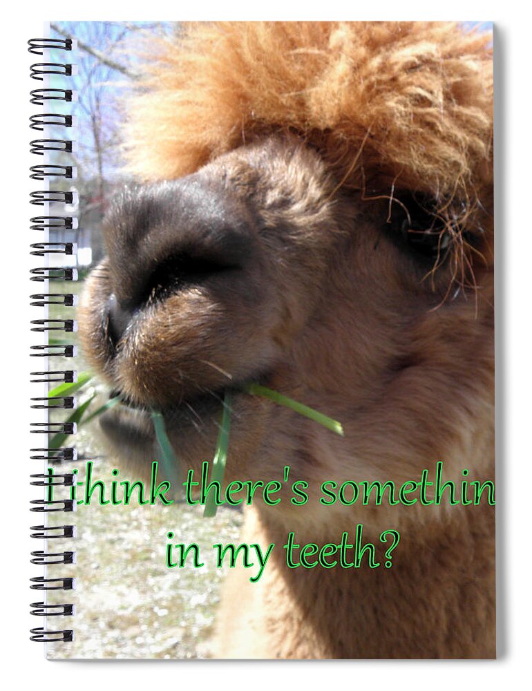 Alpaca Spiral Notebook featuring the photograph Alpaca being silly by Kim Galluzzo