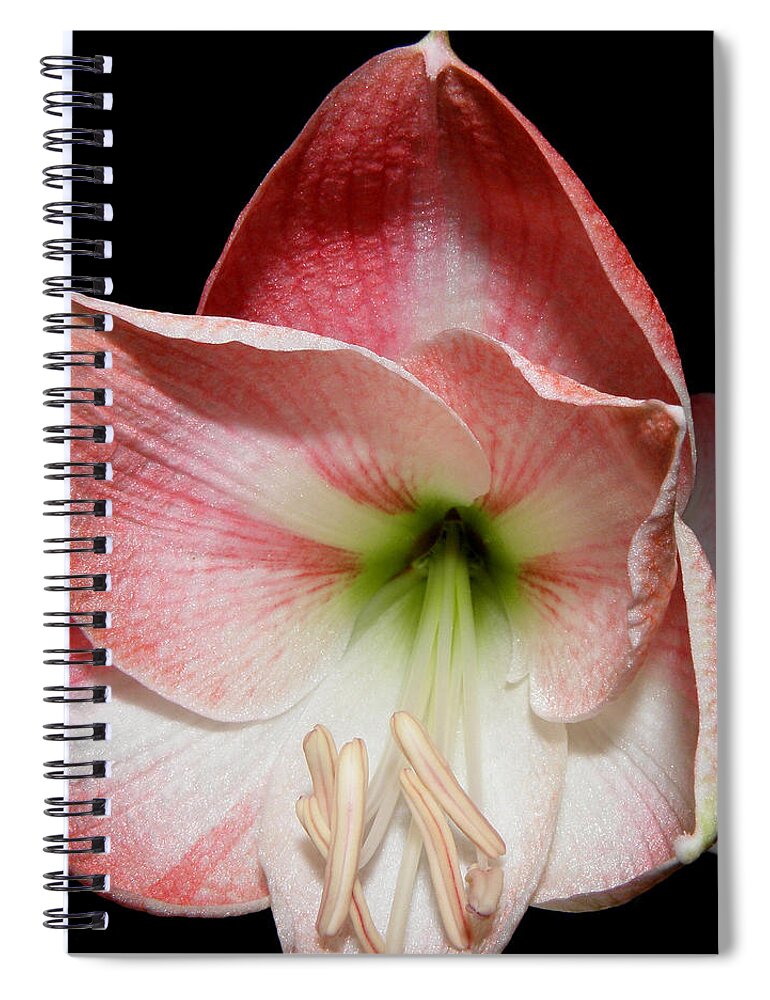 Lily Spiral Notebook featuring the photograph Amaryllis in bloom by Kim Galluzzo Wozniak
