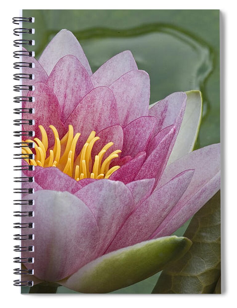 Fn Spiral Notebook featuring the photograph Amazon Water Lily Victoria Amazonica by Joke Stuurman