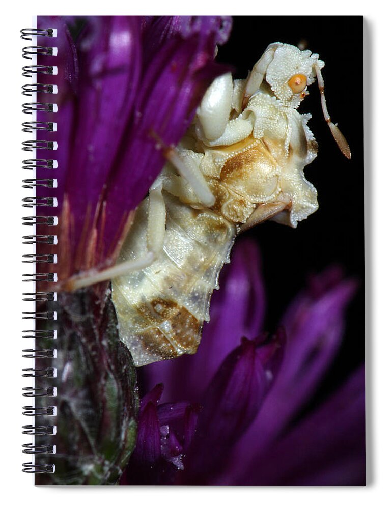 Phymatidae Spiral Notebook featuring the photograph Ambush Bug On Ironweed by Daniel Reed