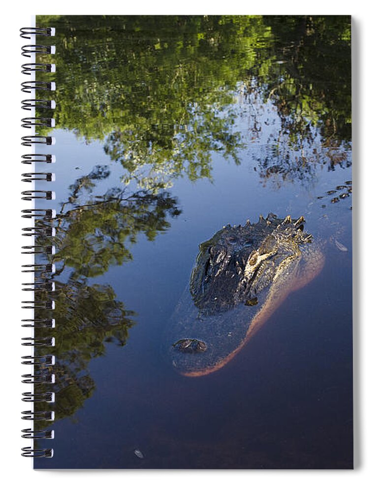 Mp Spiral Notebook featuring the photograph American Alligator In The Okefenokee Swamp by Pete Oxford