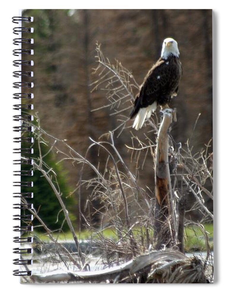 Birds Spiral Notebook featuring the photograph American Eagle On Snake River by Living Color Photography Lorraine Lynch