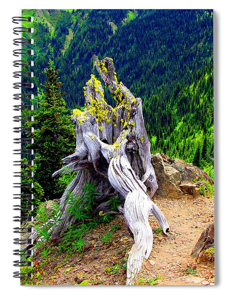Forest Spiral Notebook featuring the photograph Ancient and On the Edge by Marie Jamieson