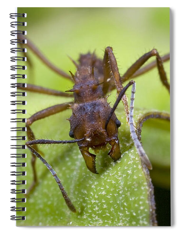 00476958 Spiral Notebook featuring the photograph Ant Cutting Leaf Braulio Carrillo Np by Piotr Naskrecki
