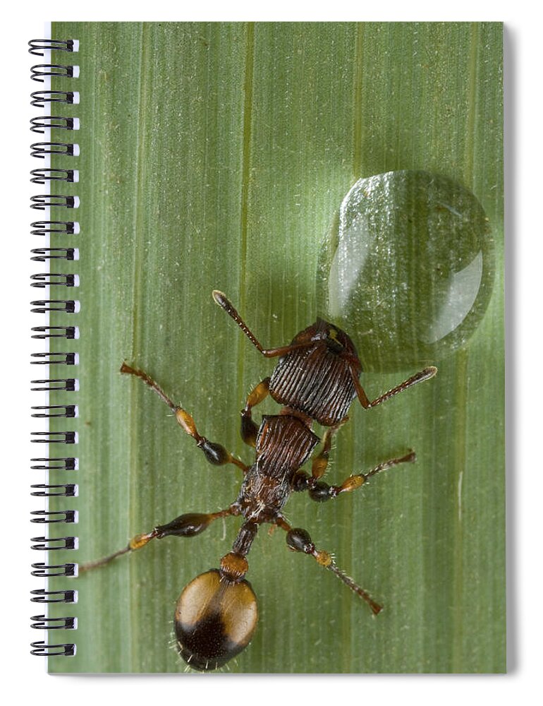 00479043 Spiral Notebook featuring the photograph Ant Drinking From Water Droplet Papua by Piotr Naskrecki