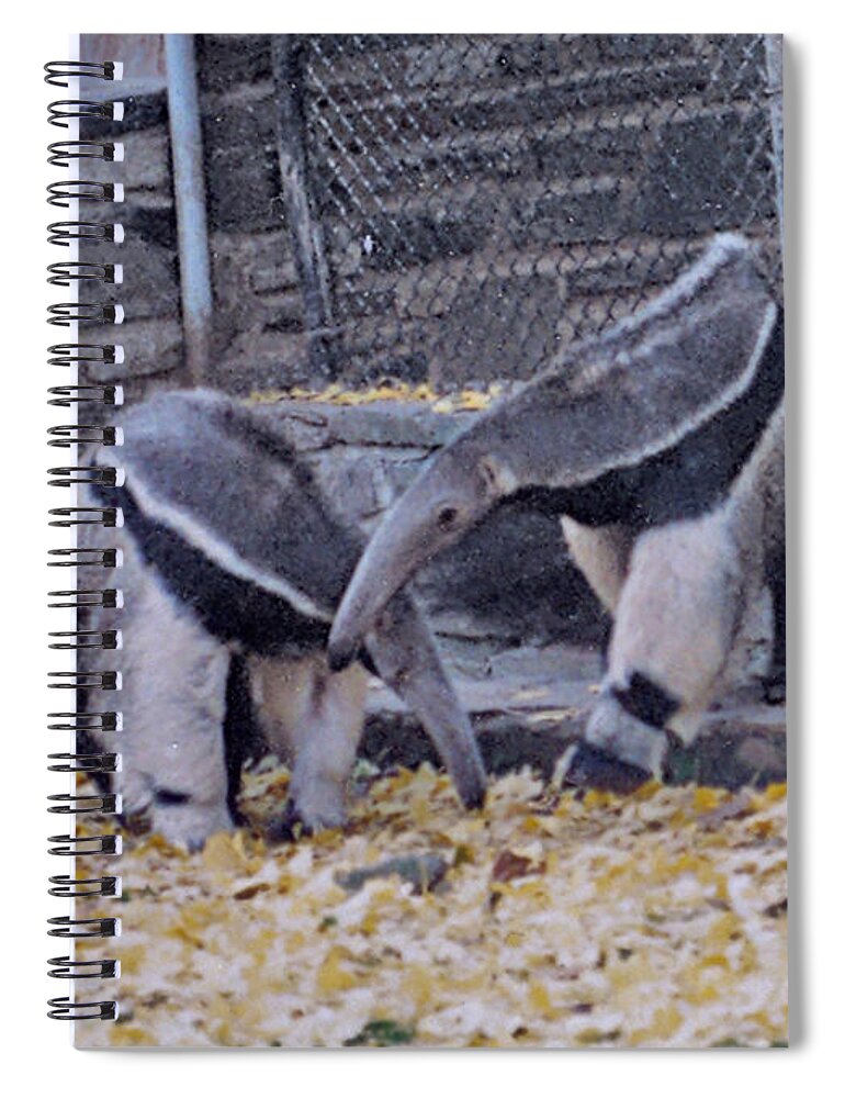 Animals Spiral Notebook featuring the photograph Anteaters by Donna Brown