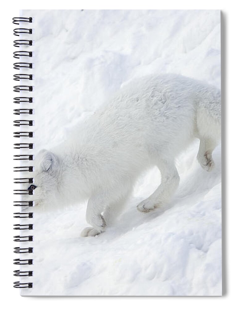 Mp Spiral Notebook featuring the photograph Arctic Fox Alopex Lagopus On Snow Drift by Matthias Breiter