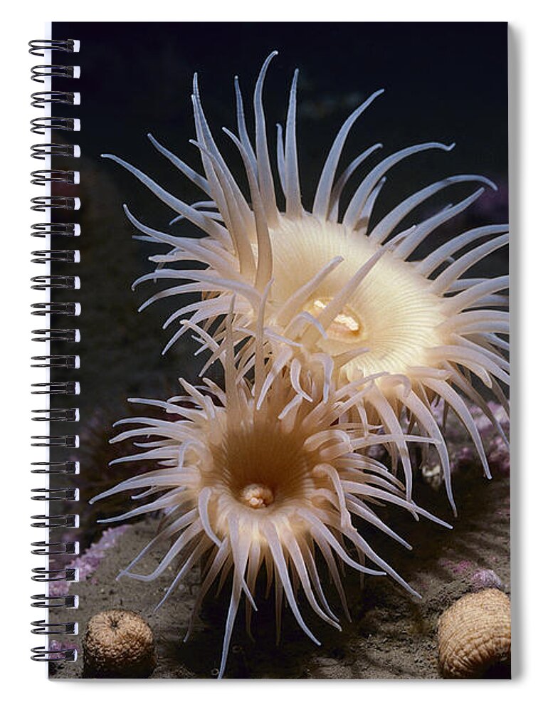 00084899 Spiral Notebook featuring the photograph Arctic Sea Anemones Admiralty Inlet by Flip Nicklin